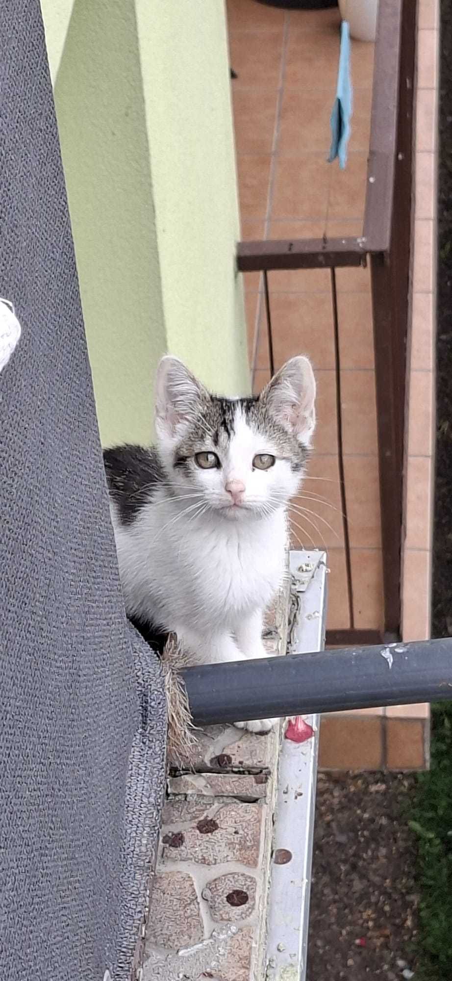 Kicia do adopcji (możliwość dowozu)