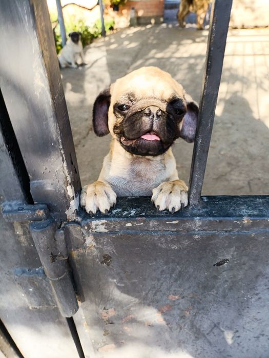 Ищем заботливую семью для девочки