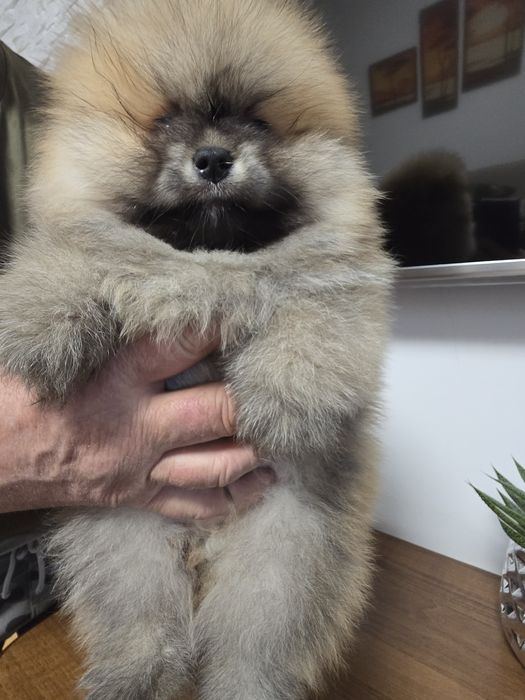 Szpic miniaturowy pomeranian