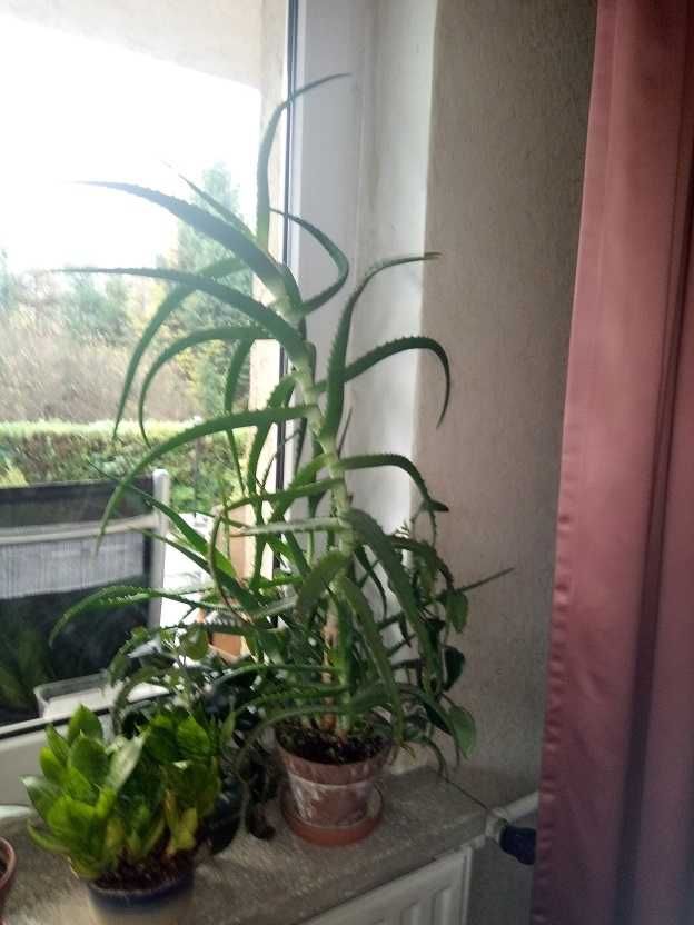 Aloes o wysokości 90cm i 110cm