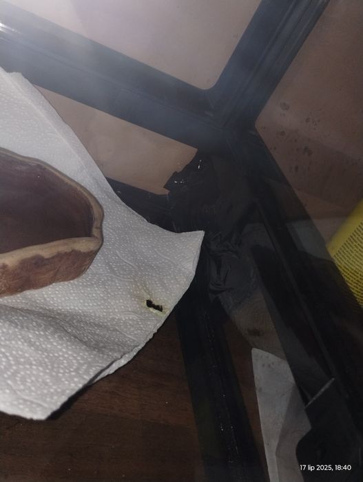 Sprzedam węża zbożowego + pokarm!