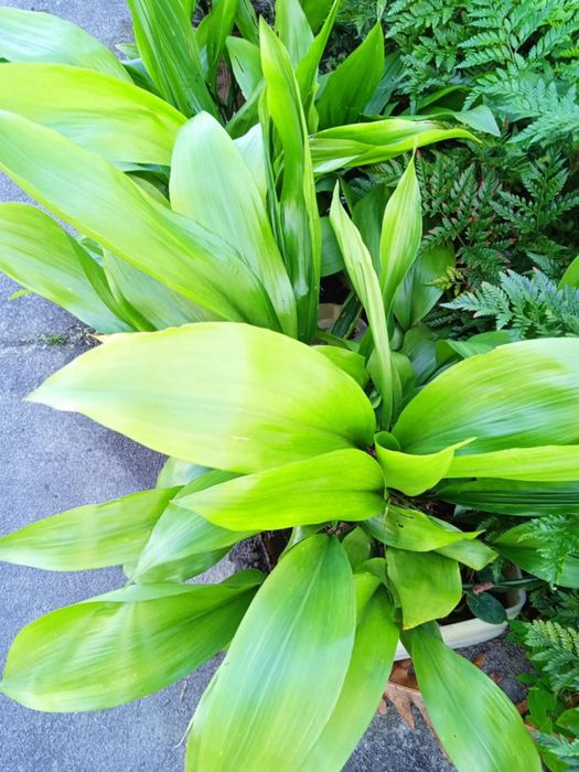 Vendo folhas de milho com raízes para plantar, servem para fazer.