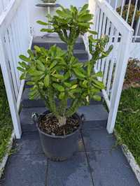 Cato Euphorbia neriifolia 90cm
