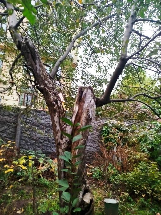 Спил деревьев, планировка участка , уборка участка под ключ