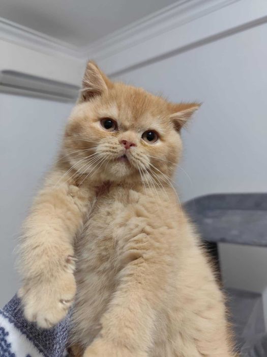 British macho vermelho - com LOP