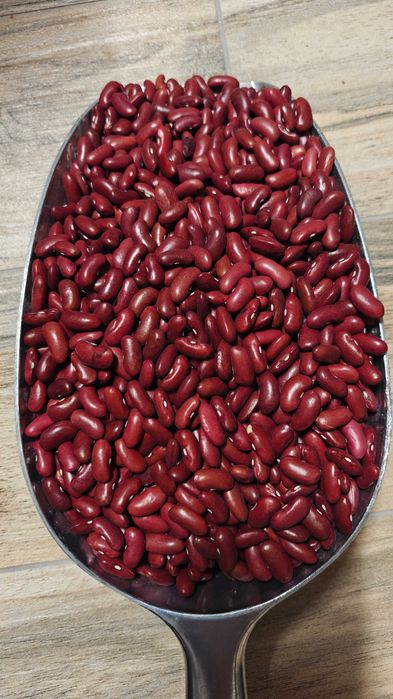 Fasola czerwona 2025r