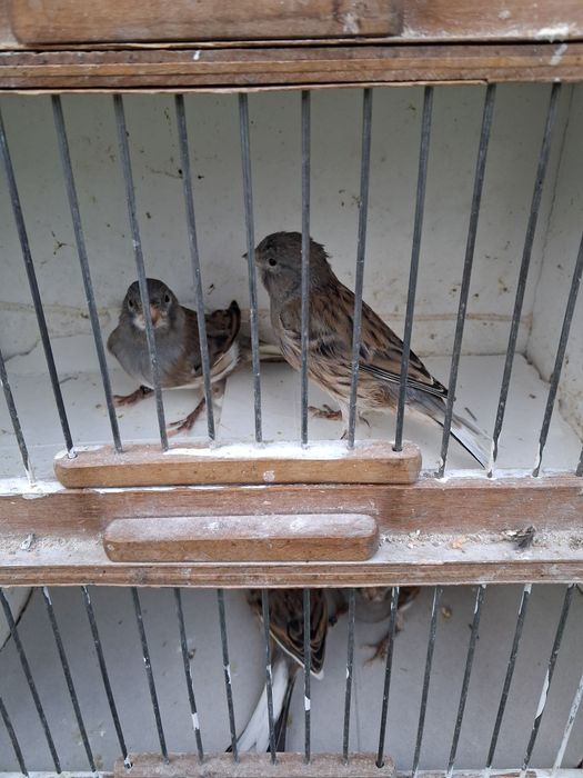 Sprzedam kanarki samce