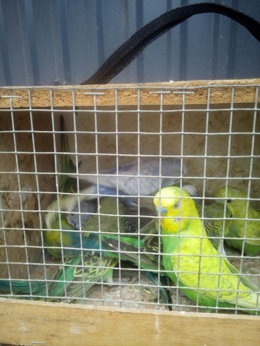 sprzedam papugi faliste