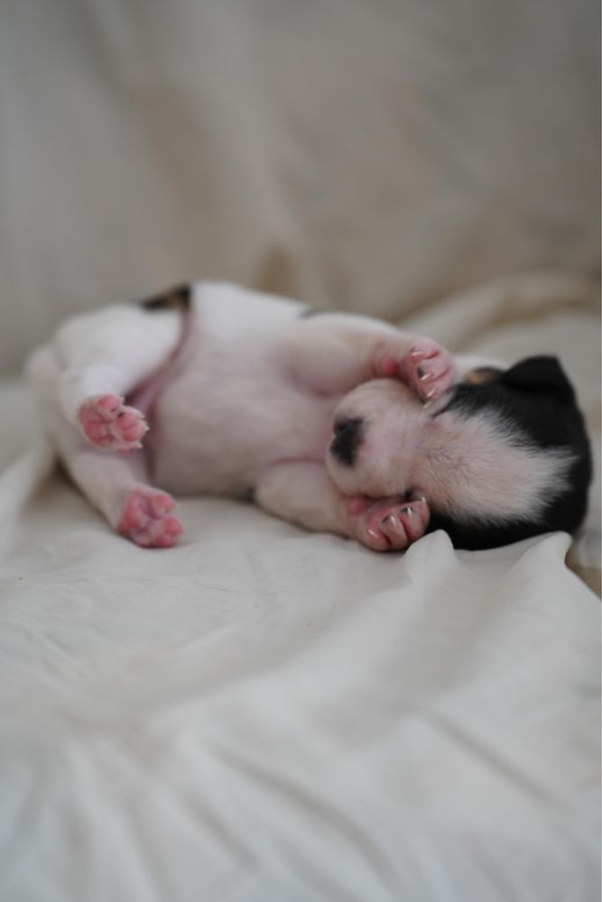6 Cachorrinhos machos para adoção urgente