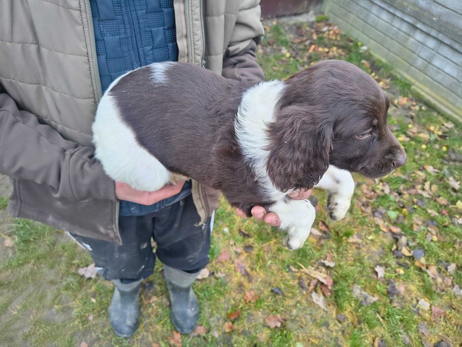 Mały munsterlander piękny szczeniak piesek