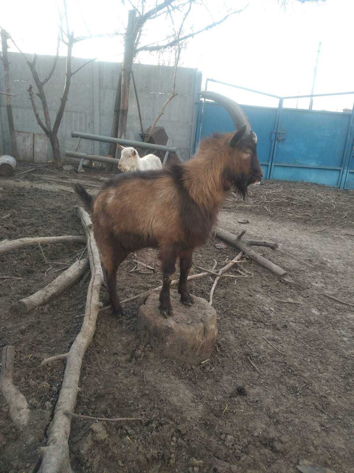 Молодой 100% альпийский козел, один год.