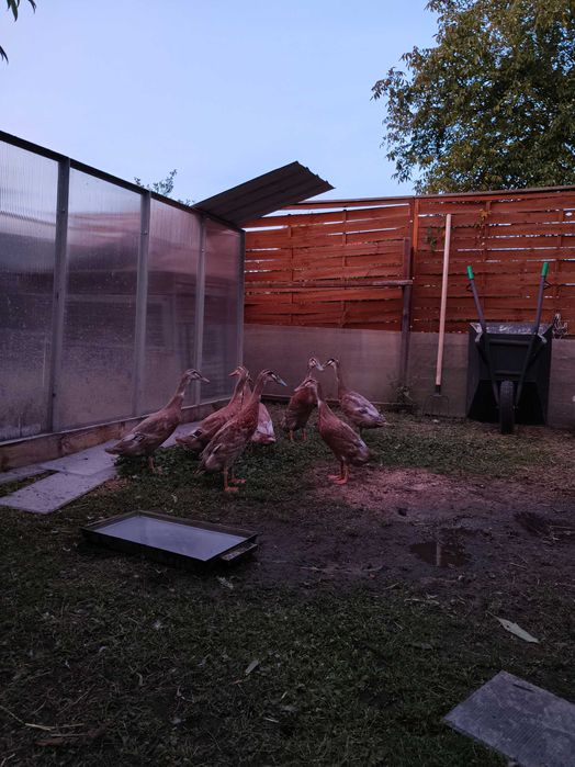 Kaczki Biegusy Indyjskie