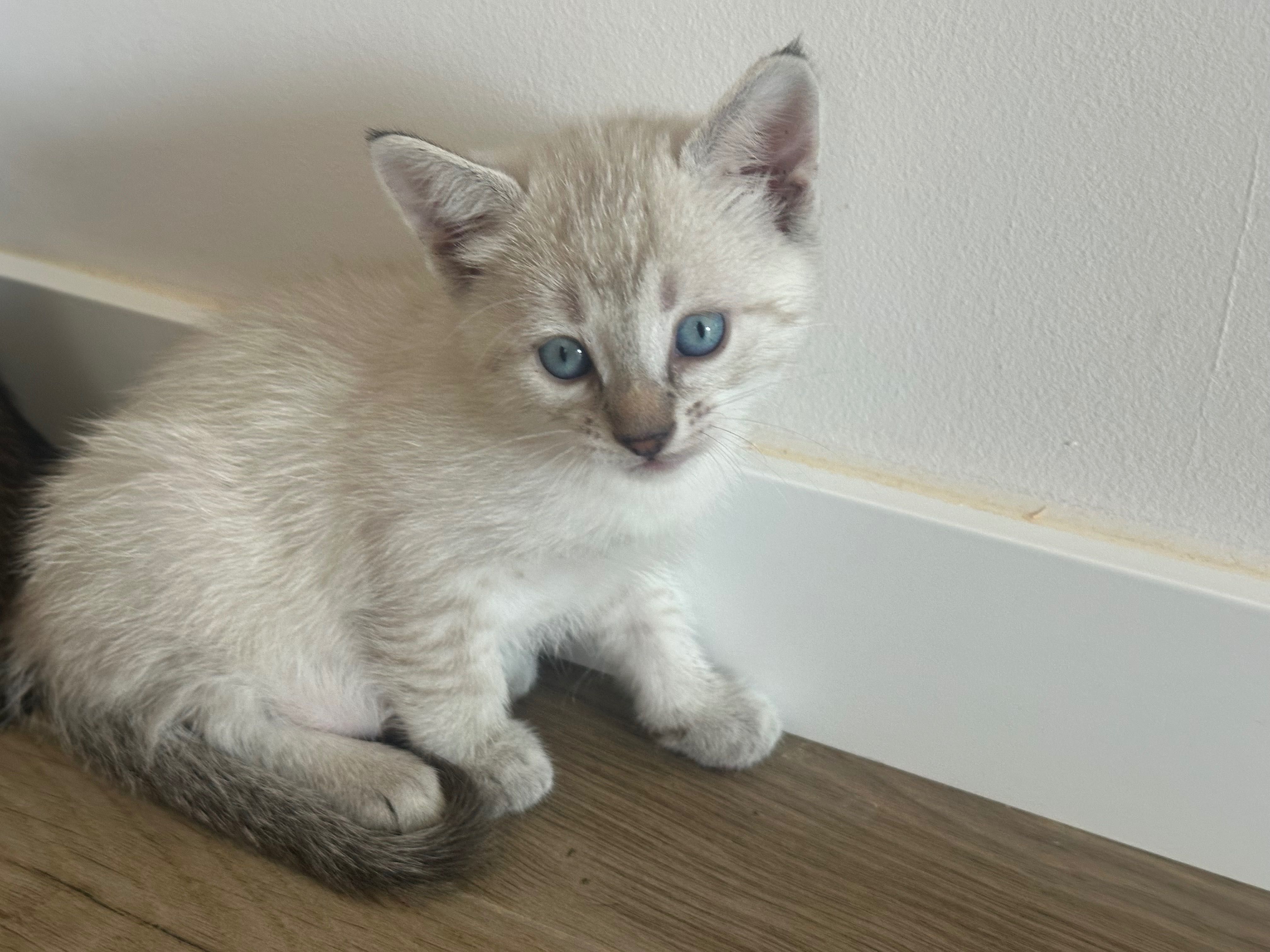 Gatinhos para dar