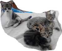 Três gatinhos 10 meses, irmãos para adoção (para área de Abrantes)