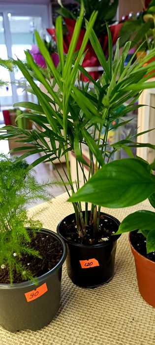 Продам набір кімнатних рослин .Спатифілум,Хамедорея,Аспарагус