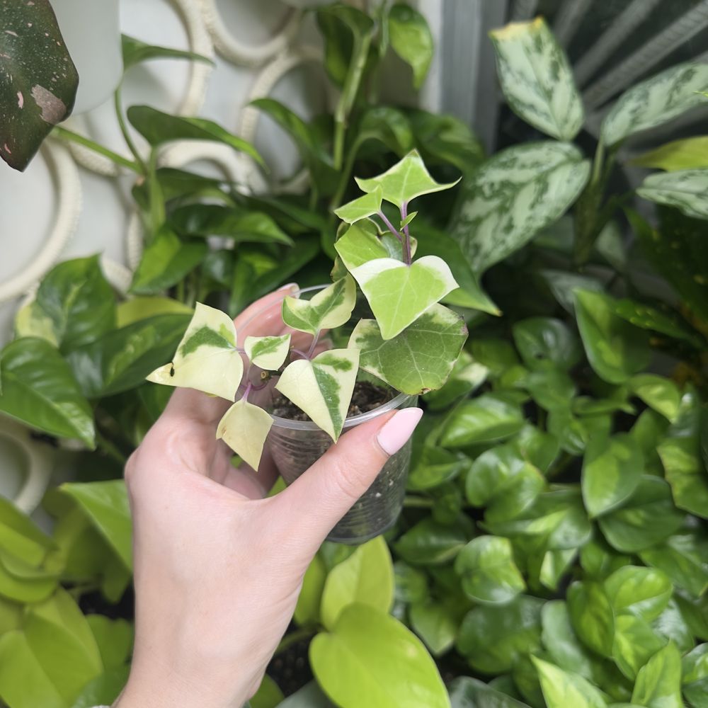 Крестовник Сенеціо Макроглосус (Senecio macroglossus, «плющ»)