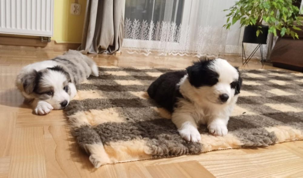 Szczenię Border Collie ZKwP pies samczyk