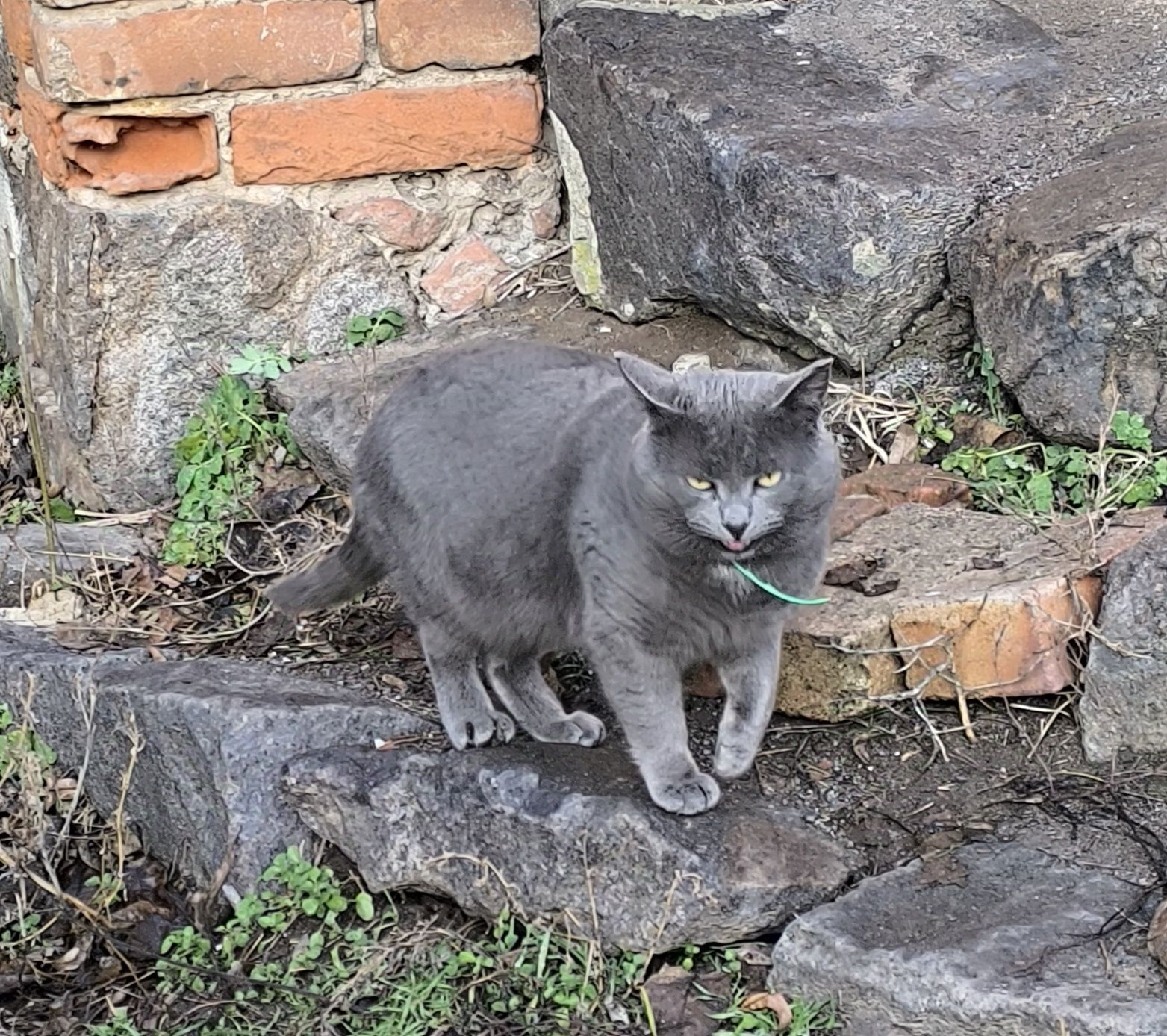Котик в добрі руки