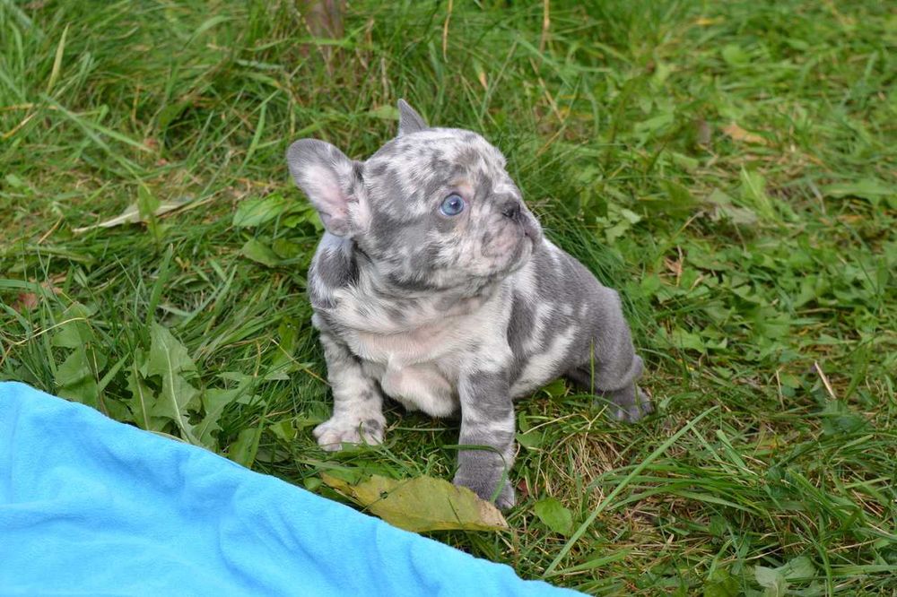 элитная девочка лилак мерле