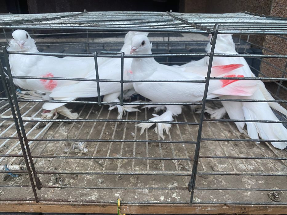 Sprzedam gołębie mewki