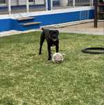 Cão para adoçao "urgente"