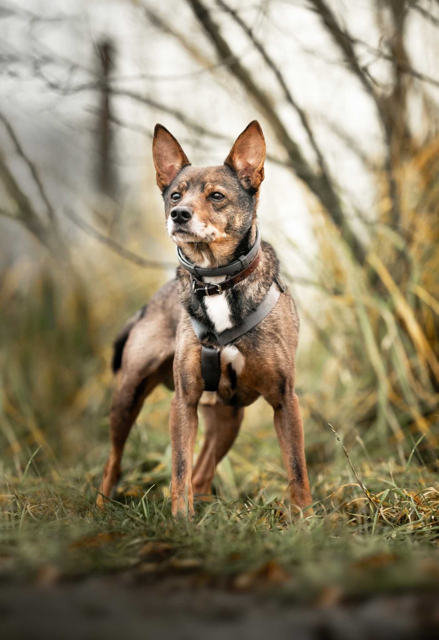 Janek, niewielki psiak idealny dla Ciebie adopcja