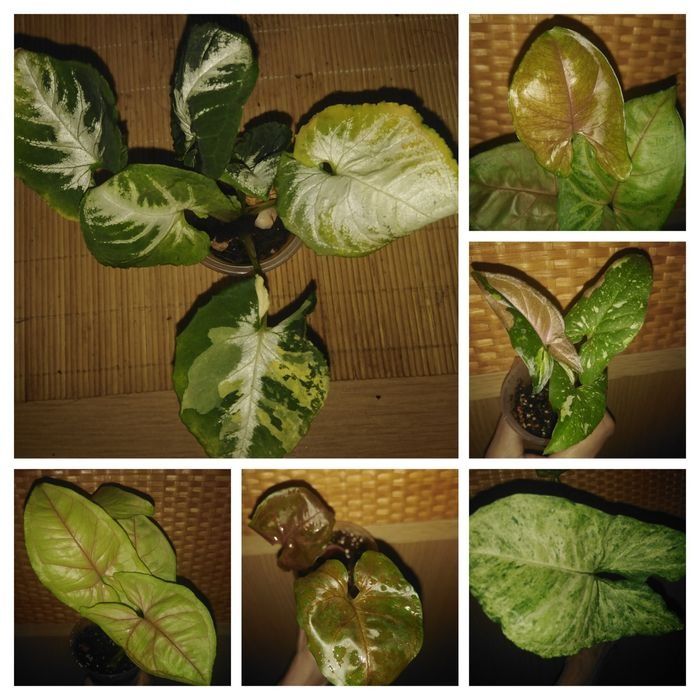 Продам різні сорта сингониумы, филодендроны, сциндапсусы, епипремнуми