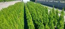 Tuja Thuja Szmaragd 150cm-140cm