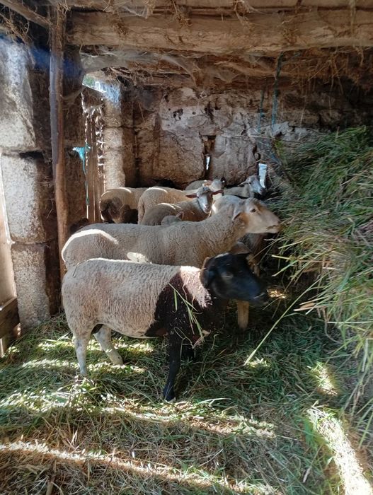 Vendo várias ovelhas