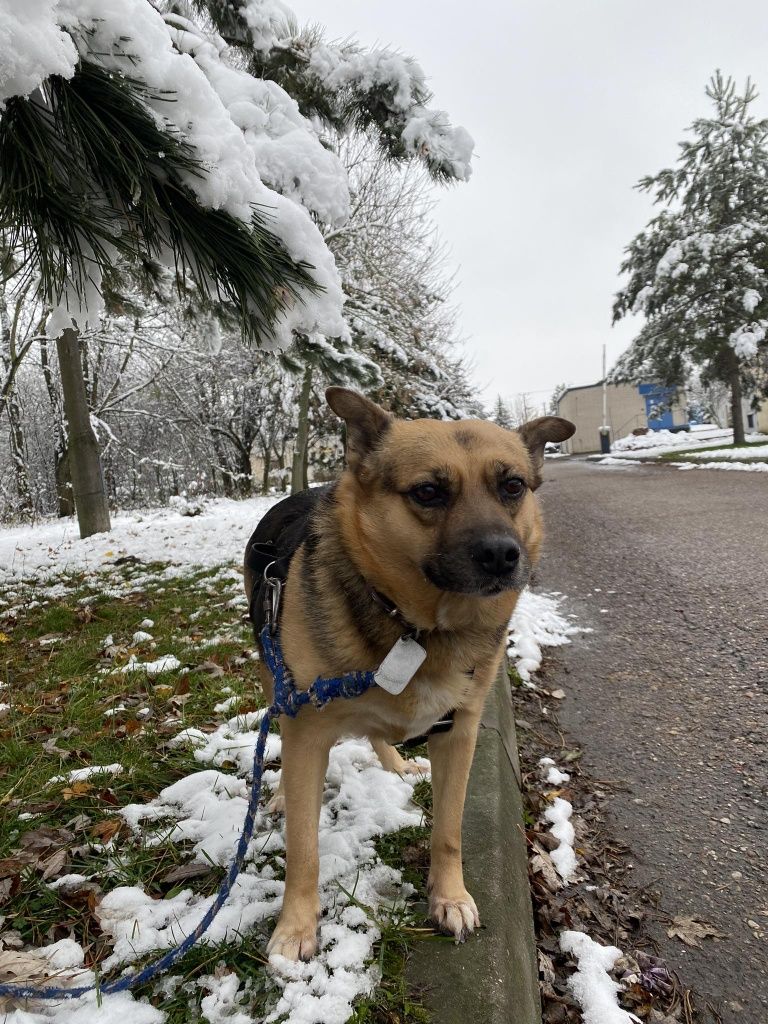 Machlojka do adopcji Schronisko Sokołów