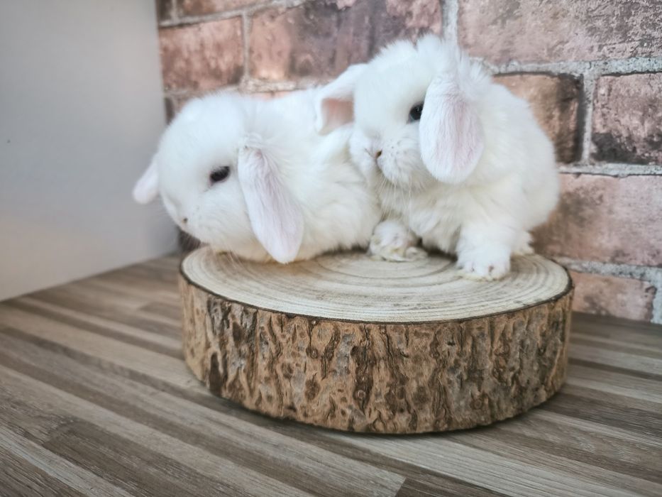 Króliczki rasy Karzełek Baran Biały niebieskooki mini króliki