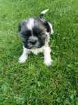 Oddam suczke shih tzu