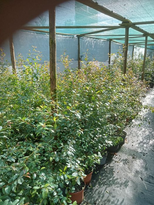 Eugenias para sebe