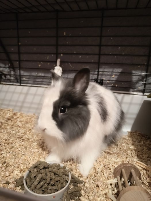 Sprzedam karłowatego króliczka Teddy długowłosego