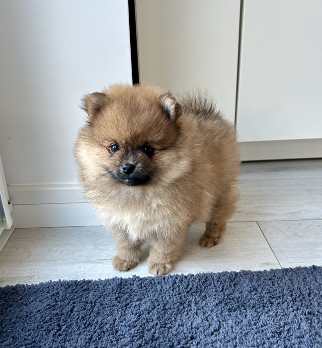 Szpic miniaturowy pomeranian
