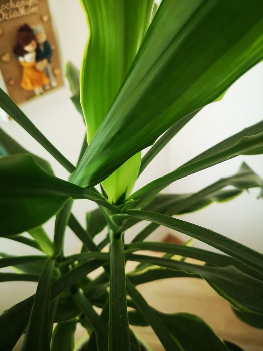 Dracena kwiat który oczyszcza powietrze