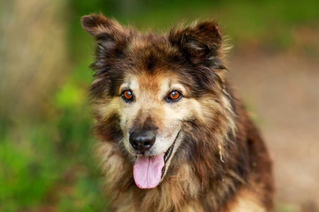MERLIN - 10 lat, niezwykła łagodność i dobro. {FILMIKI]