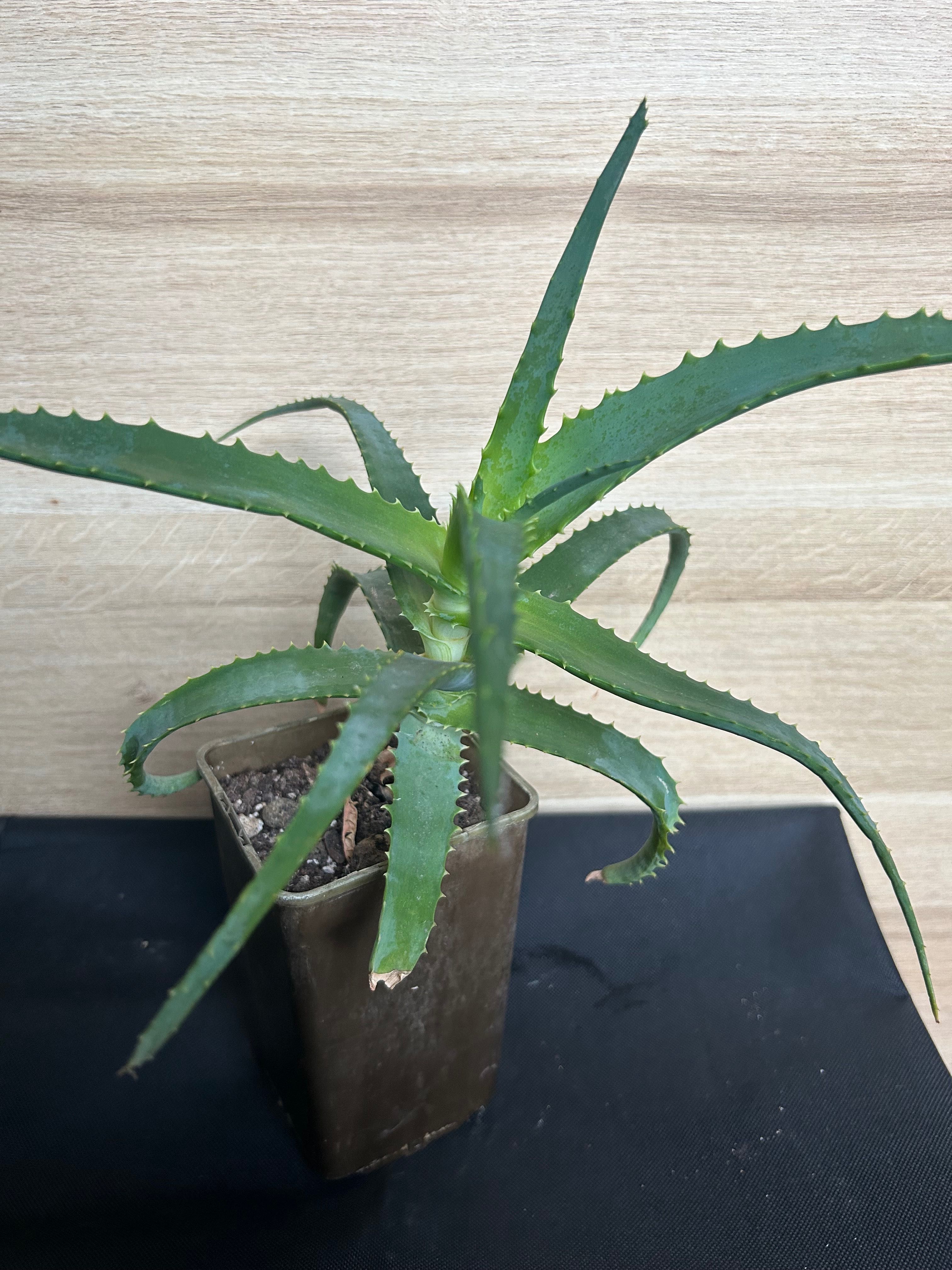 Aloes drzewiasty duża rosnąca roślina