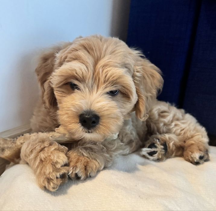 Maltipoo sliczny chlopiec