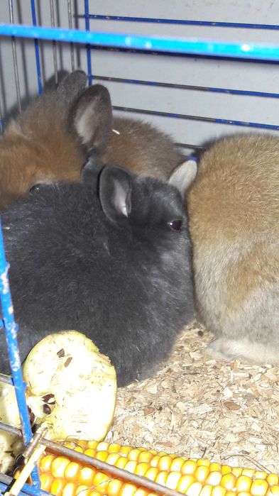 Декоративные кролики