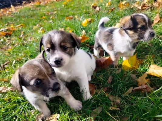 Oddam za darmo suczki