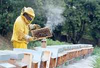 Пчелы пчелосемьи пасика ульи мед Украинская степная