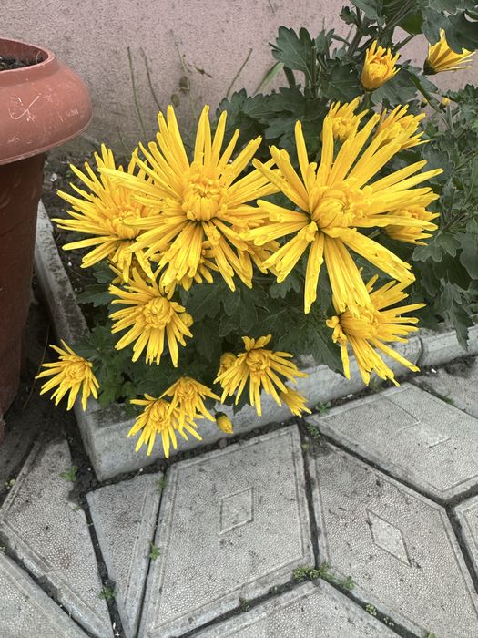 Хризантема  мультифлора