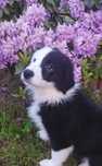 Border Collie piękna suczka czarno-biała wyjątkowa