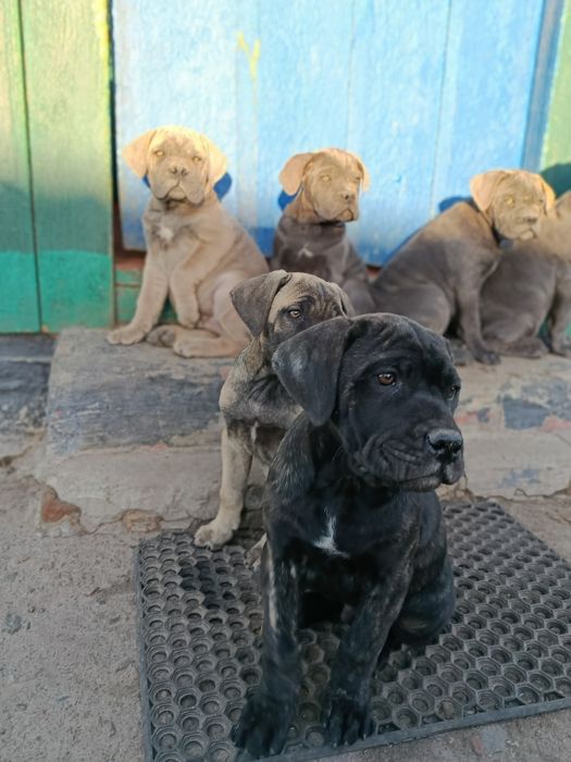 Продам цуценят кане-корсо