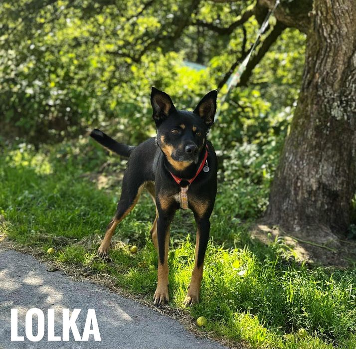 1 rok, Lolka, 15 kg,aktywna, adopcja za darmo oddam