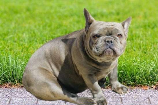 Пишна булочка у пошуку родини