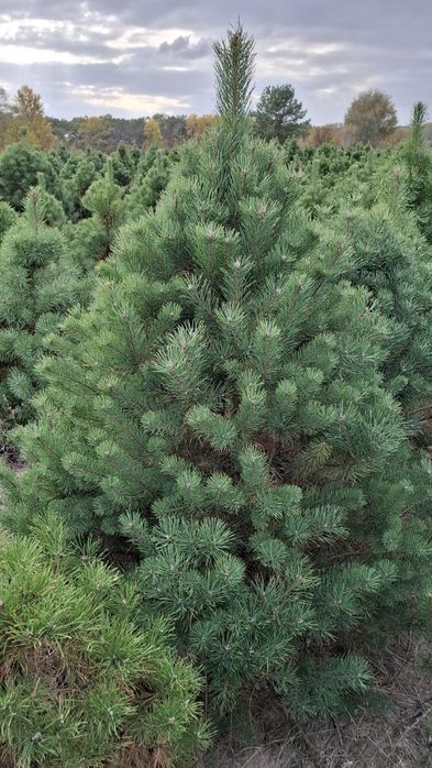 Новорічна ялинка (сосна Кримська). Новогодняя елка.