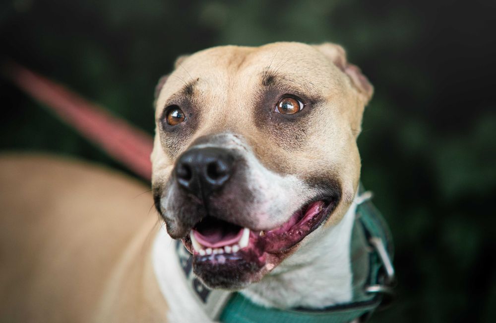 Piękna pitbullka Renesme szuka mądrego domu