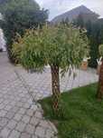 Wierzba pleciona